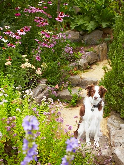 Dog in garden path