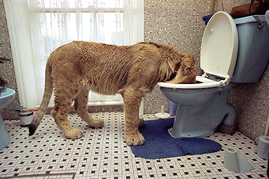 Christian The Lion The Illustrated Legacy By John Rendall Christian The Lion The Illustrated Legacy By John Rendall