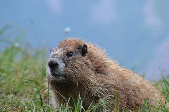Curious marmot
