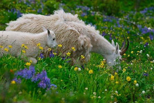 Mountain goat in Olympic National Park, Washington