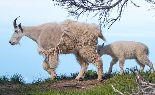 Mother nanny and baby kid mountain goats on Hurricane Ridge in Olympic National Park in Washington State