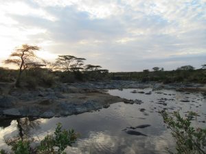 Hippo Pool in Tanzania by Lisa Niver