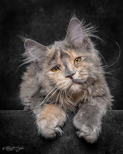 Image result for seven cats and counting