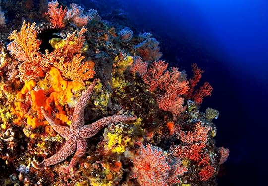 Korura underwater image Ulleungdo