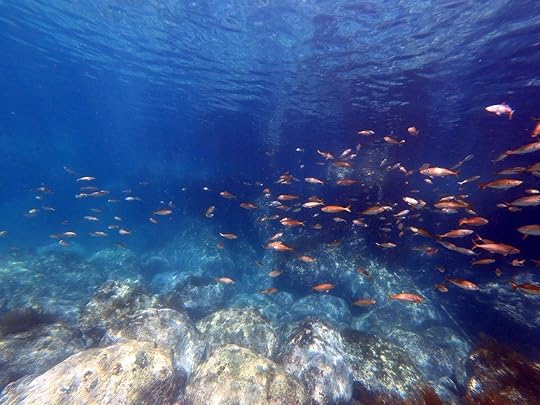 Snorkeling on Ulleungdo fish