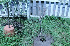 state of the roses