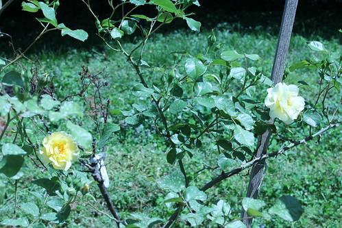 state of the roses