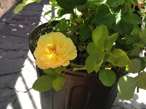 Sky's the Limit rosebush