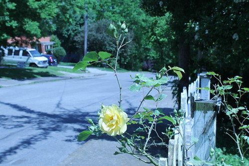 state of the roses