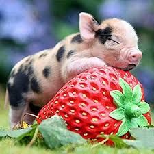 little pet pig