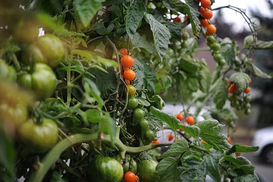 Sungold cherry tomatoes ripening on the vine.