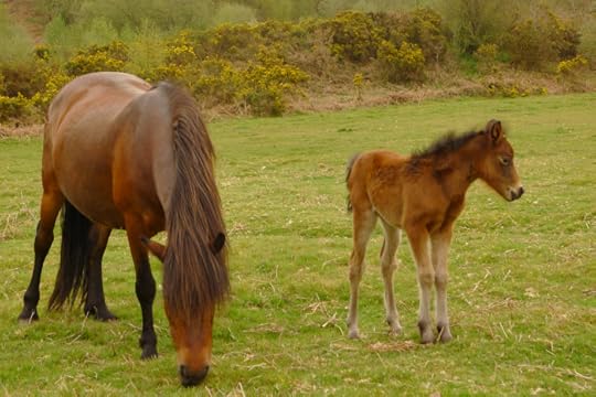 Dartmoor pony and foal