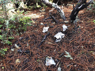 TP Blooms off trail