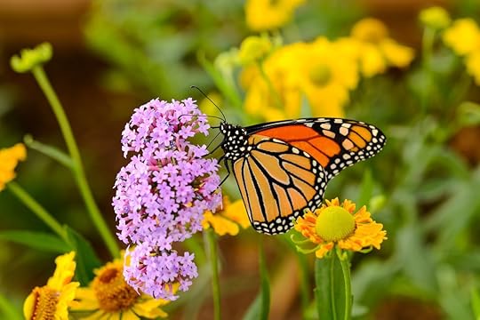 A monarch butterfly feeding on pink flowers in a summer garden