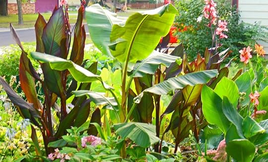 Shawna Coronado's Musa Basjoo Banana Plant