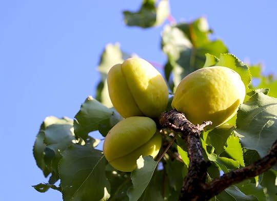 Armenian apricots hang on a tree