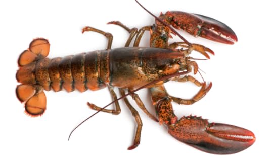 lobster.png