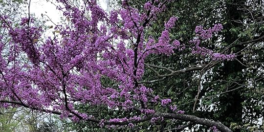 Trees in Bloom at Laughing Heart Farm