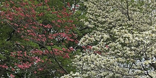 White and Pink Dogwoods at Laughing Heart Farm