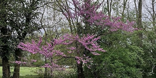 Redbuds at Laughing Heart Farm