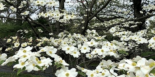 White Dogwoods at Laughing Heart Farm