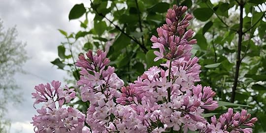 Lilacs at Laughing Heart Farm