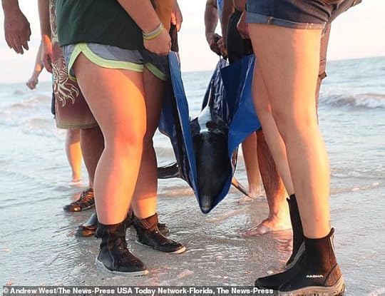 The rare deep-water dolphin was found stranded after it washed ashore in Fort Myers Beach, Florida last week