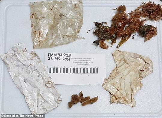 Biologists said they found two plastic bags and a shredded balloon during a necropsy of the young rough-toothed dolphin