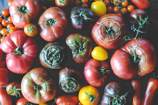 Tomatoes_Seattle Urban Farm Co.