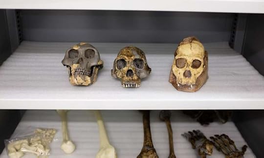 Statistical study finds it unlikely South African fossil species is ancestral to humans
