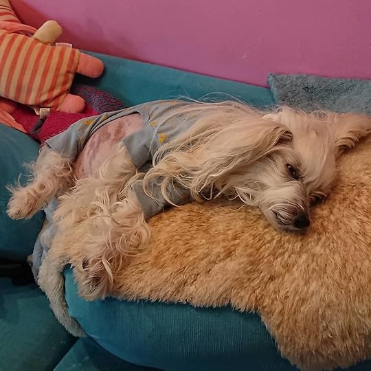 In case you need some cuteness today – here is sleepy Petal in her star-and-moon cotton PJs.<br /><br />#petsarefamily #petalrainfield #chinesecrested #hairyhairless #dogstagram #ilovemydog #ilovemychinesecresteddog #dogmom