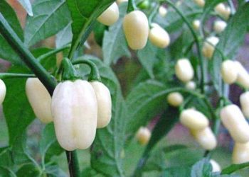 Whitefruit