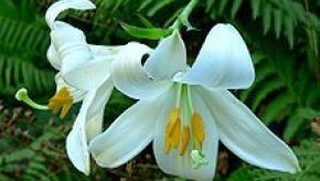 Lilium candidum 1.jpg