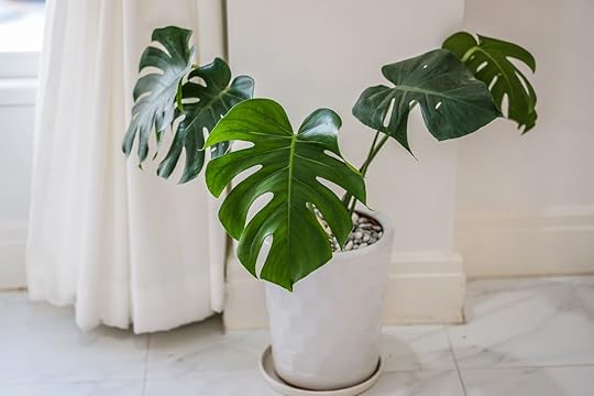 philodendron vase in white room