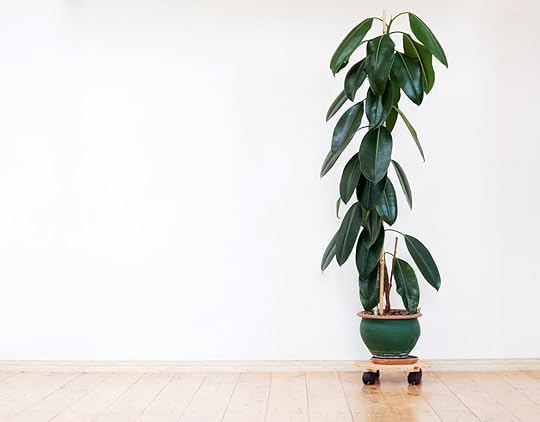 Green home plant ficus in flowerpot
