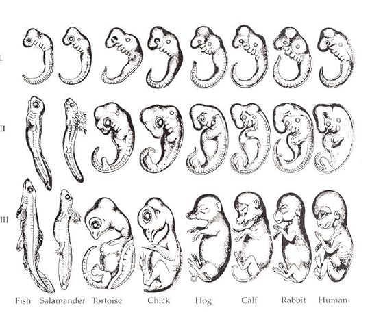 File:Haeckel drawings.jpg