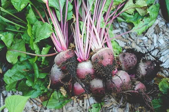 Harvested Early Wonder Beets