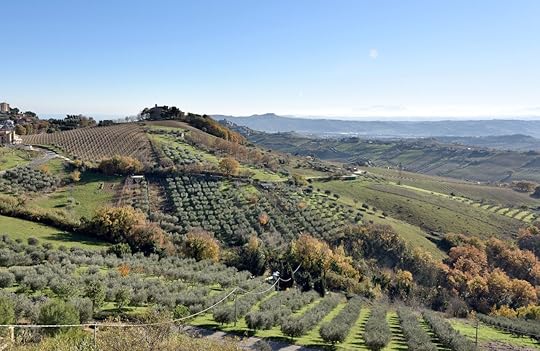Hills in Marche Region with grapes and agricultural fields