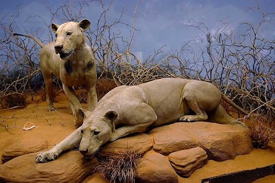 tsavo man-eaters