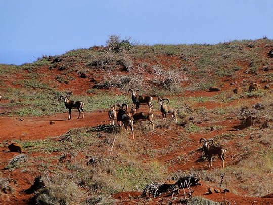 A herd of Mouflon Sheep break in their grazing on Lanai