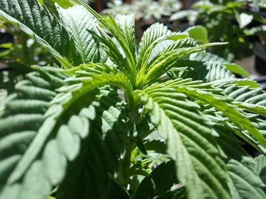 Things to consider when growing cannabis
