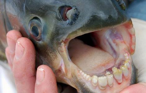 pacus