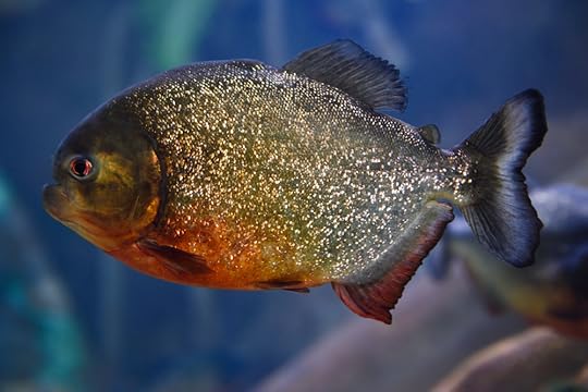 piranha