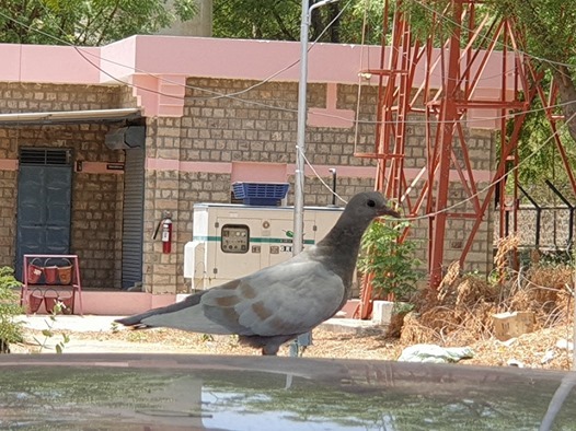 Image may contain: bird, sky and outdoor