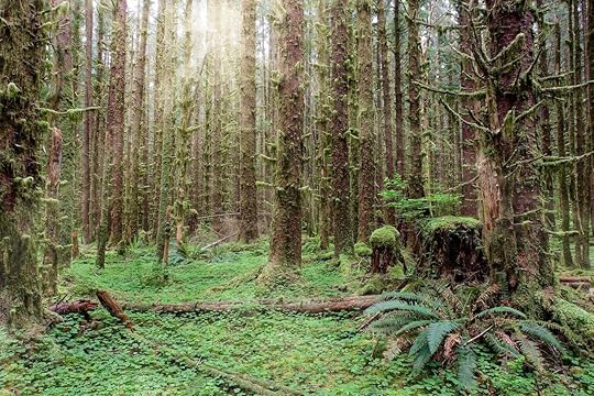 Hoh rainforest in Olympic National Park with sun shining through the trees