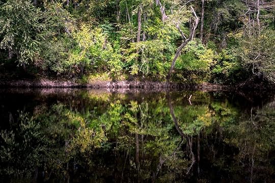 The black waters of the Edisto river in South Carolina