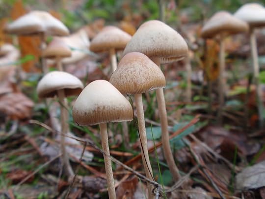 Psilocybe bohemica, psychedelic mushroom, magic shrooms