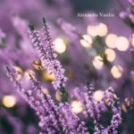 Where Falling Stars Live Poem Alexandra Vasiliu