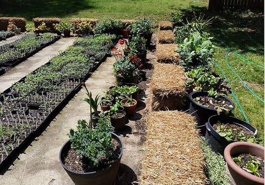 Craig’s spring straw bales and tomato transplants.