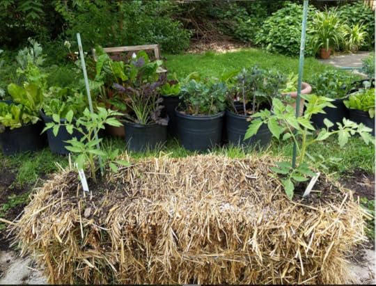 Tomatoes in Straw bales